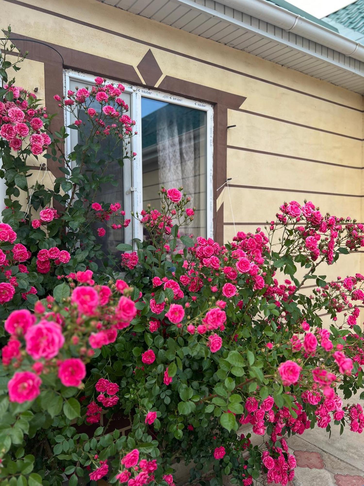 Svetlana Guest House Bokonbayevo Dış mekan fotoğraf